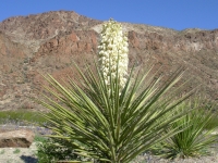 Agave in bloom